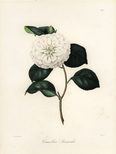 ツバキの品種、Camellia bonardiiまたはCamellia bonnardii 作： Jakob (after) Jung