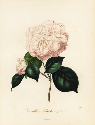 Camellia japonica variety, Camellia punctata plena 作： Jakob (after) Jung