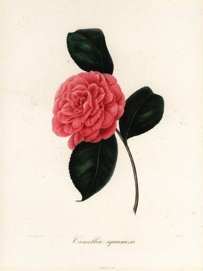 ツバキの品種、Camellia squamosaまたはCamellia squammosa 作： Jakob (after) Jung