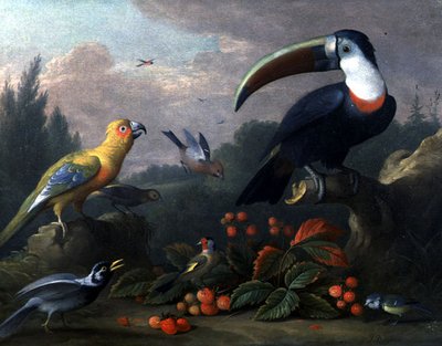 オオハシと他の鳥」（油彩・キャンバス） 作： Jakob Bogdani or Bogdany