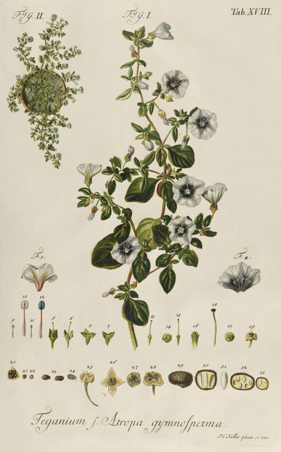 コンボルブルスTeganium f. Atropa gymnosperma "Plantae Rariores "より 作： Jakob Christoph Keller