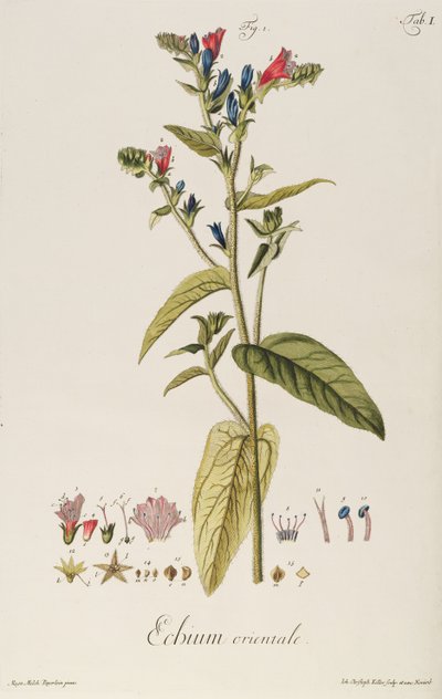 エキウム：オリエンタル、"Icones Plantarum "より、1763年頃（エングレーヴィング） 作： Jakob Christoph Keller