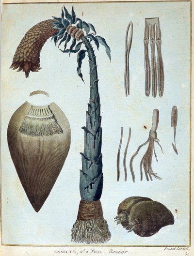 バナナ - ジェームズ・ブルース著「1768年から1772年の間にナイル川の源流を発見するために行われたヌビアとアビシニアへの旅」（第1巻）、パリ 作： James Bruce