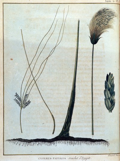 Cyperus papyrus, strain of Egypt - James Bruce著「Journey to Nubia and Abyssinia undertaken to discover the source of the Nile during the year 1768 to 1772」, vol.1, Parisにて。 作： James Bruce
