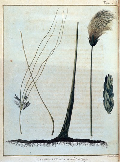 Cyperus papyrus, strain of Egypt - James Bruce著「Journey to Nubia and Abyssinia undertaken to discover the source of the Nile during the year 1768 to 1772」, vol.1, Parisにて。 作： James Bruce