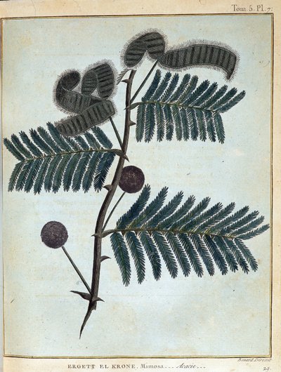 Ergett el Krone, mimosa - acacia - ジェームズ・ブルース著「Journey in Nubia and Abyssinia undertaken to discover the source of the Nile during the year 1768 a 1772」（第1巻）、パリ 作： James Bruce
