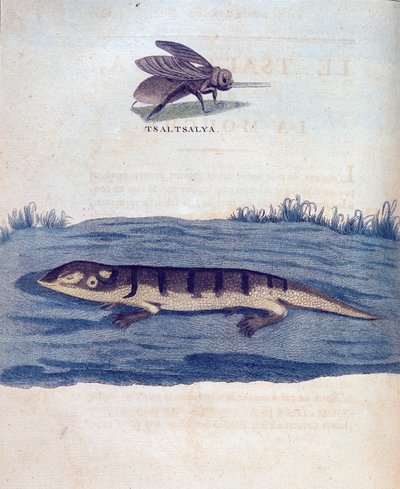 Fly and lezard - ジェームズ・ブルース著『Journey in Nubia and Abyssinia undertaken to discover the source of the Nile during the years 1768 to 1772』（パリ）より 作： James Bruce