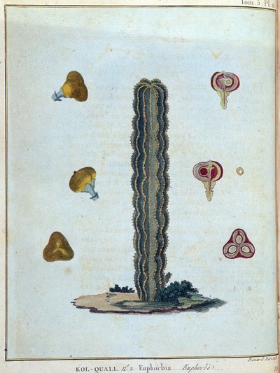 Kol-quall（コル・コール）、ユーフォルビア（サボテン）......ジェームズ・ブルース著『Journey to Nubia and Abyssinia undertaken to discover the source of the Nile during the year 1768 to 1772（1768年から1772年にかけてナイル川の源流を発見するために行われたヌビアとアビシニアへの旅）』第1巻、パリ 作： James Bruce