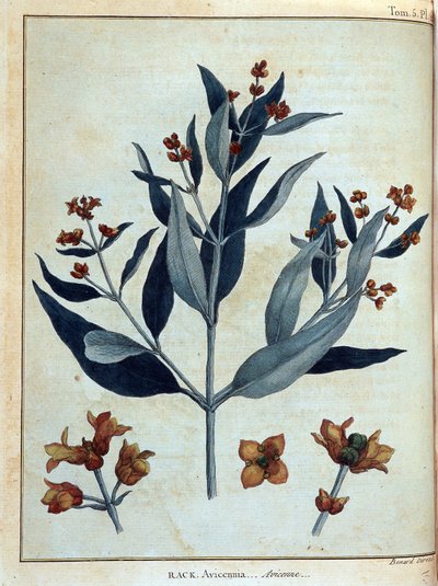 ラック、アビセンヌ - ジェームズ・ブルース著「1768年から1772年にかけてナイル川の源流を発見するために行ったヌビアとアビシニアの旅」第1巻、パリ 作： James Bruce
