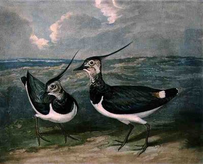 チャールズ・ターナー（1773-1857）が彫刻し、R.アッカーマンが1810年頃に出版した「British Feather Game」のプレート9に掲載されているチドリのメゾチント彫刻 作： James (after) Barenger