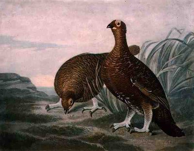 チャールズ・ターナー（1773-1857）が彫刻し、R.アッカーマンが1810年頃に出版した「British Feather Game」のプレート8に掲載されているアカライチョウ（メゾチント・エングレービング） 作： James (after) Sillett