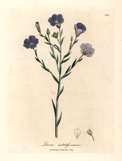 青い花の亜麻、Linum usitatissimum、ウィリアム・ウッドビルのジェームズ・ソワービーによる植物図とウィリアム・ジャクソン・フッカー卿の「医学植物学」1832年 (手彩色の銅版彫刻) 作： James (after) Sowerby
