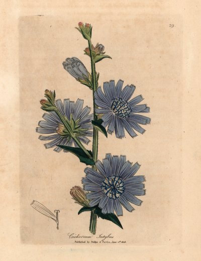 青い花の野生のサッコリーまたはチコリー、Cichorium intybus、ウィリアム・ウッドビルのジェームズ・ソワービーとサー・ウィリアム・ジャクソン・フッカーの「医学植物学」1832年による植物図から（手彩色の銅版彫刻） 作： James (after) Sowerby