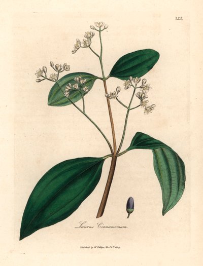 シナモンの木、Laurus cinnamomum、ウィリアム・ウッドビルのジェームズ・ソワービーとサー・ウィリアム・ジャクソン・フッカーの「医学植物学」1832年による植物図から（手彩色の銅版彫刻） 作： James (after) Sowerby