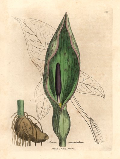 一般的なアルム、Arum maculatum、ウィリアム・ウッドビルのジェームズ・ソワービーによる植物図とウィリアム・ジャクソン・フッカー卿の「医学植物学」1832年 (手描きの銅版彫刻) 作： James (after) Sowerby
