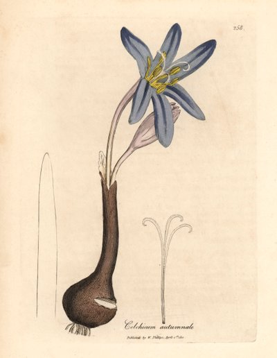 一般的なメドウ サフラン、Colchicum autumnale、ウィリアム ウッドヴィルのジェームズ ソワービーによる植物図とウィリアム ジャクソン フッカー卿の「医学植物学」1832 年 (手彩色の銅版彫刻) から 作： James (after) Sowerby