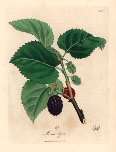 一般的なクワの木、Morus nigra、ウィリアム・ウッドビルのジェームズ・ソワービーによる植物図とウィリアム・ジャクソン・フッカー卿の「医学植物学」1832年 (手彩色の銅版彫刻) 作： James (after) Sowerby