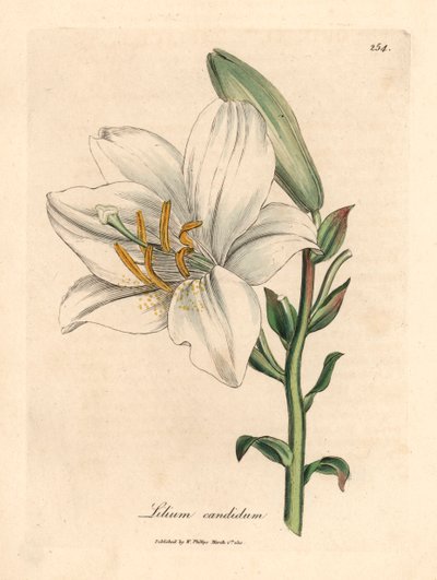 一般的な白いユリ、Lilium candidum、William Woodville の James Sowerby による植物図と、Sir William Jackson Hooker の「Medical Botany」1832 (手彩色の銅版画の彫刻) 作： James (after) Sowerby