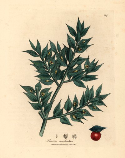 緑の花の肉屋のほうき、Ruscus aculeatus、ウィリアム・ウッドビルのジェームズ・ソワービーとサー・ウィリアム・ジャクソン・フッカーの「医学植物学」1832年の植物図から（手彩色の銅版彫刻） 作： James (after) Sowerby