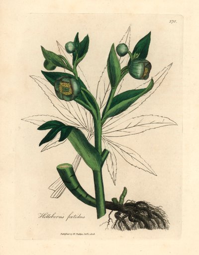緑の花の悪臭を放つヘレボルスまたはクマの足、Helleborus foetidus、ウィリアム・ウッドビルのジェームズ・ソワービーとサー・ウィリアム・ジャクソン・フッカーの「医学植物学」1832年の植物図から（手塗りの銅版の彫刻） 作： James (after) Sowerby
