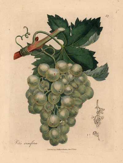 緑のブドウ、つる、葉、Vitis vinifera、ウィリアム・ウッドビルのジェームズ・ソワービーとウィリアム・ジャクソン・フッカー卿の「医学植物学」1832年による植物図から（手彩色の銅版彫刻） 作： James (after) Sowerby