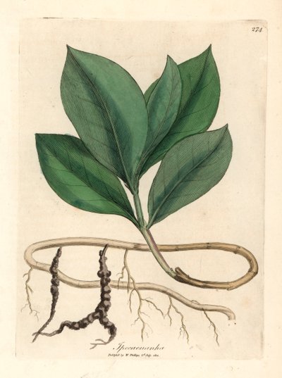 Ipecacuan、Ipecacuanha、William Woodville の James Sowerby による植物図と、Sir William Jackson Hooker の「Medical Botany」1832 (手彩色の銅版画の彫刻) から 作： James (after) Sowerby