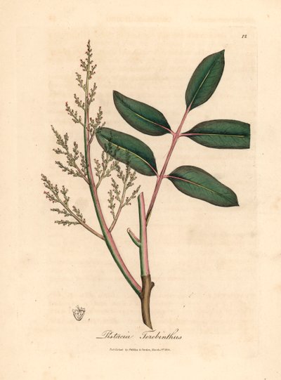 ウィリアム・ウッドヴィルとサー・ウィリアム・ジャクソン・フッカーの「医学植物学」1832年のジェームズ・ソワービーによる植物のイラストからのキアンの木またはキプロスのテレビン油の木、Pistacia terebinthusの葉と花（手塗りの銅版の彫刻） 作： James (after) Sowerby