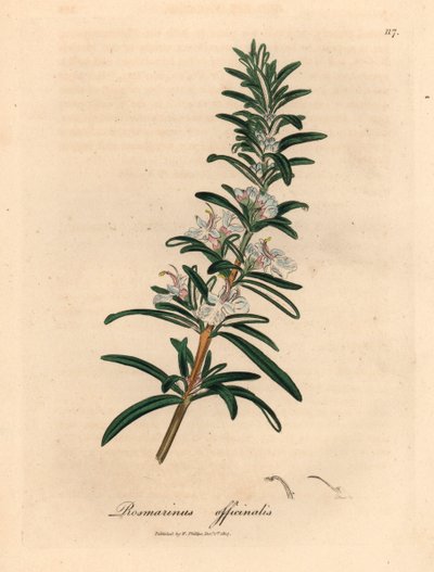 ライトブルーの花のローズマリー、Rosmarinus officinalis、ウィリアム・ウッドビルのジェームズ・ソワービーによる植物図とウィリアム・ジャクソン・フッカー卿の「医学植物学」1832年 (手描きの銅版彫刻) 作： James (after) Sowerby