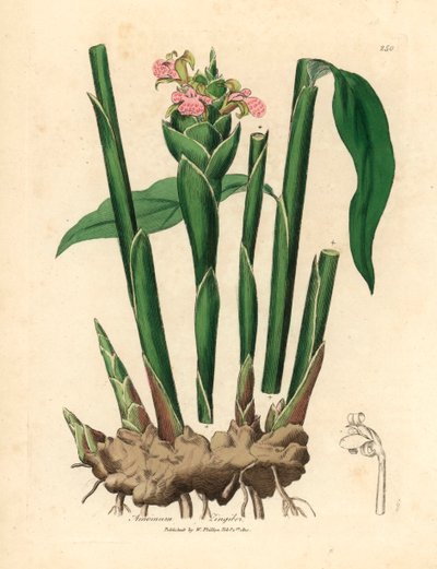 幅の狭い葉のショウガ、Zingiber officinale 、ウィリアム・ウッドビルのジェームズ・ソワービーによる植物図とウィリアム・ジャクソン・フッカー卿の「医学植物学」1832年 (手彩色の銅版彫刻) 作： James (after) Sowerby