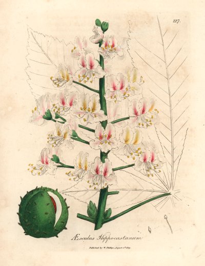 ピンクの花とトチノキの木 Aesculus hippocastanum の果実、ジェームズ・ソワービーによるウィリアム・ウッドビルの植物図とウィリアム・ジャクソン・フッカー卿の「医学植物学」1832 年 (手彩色の銅版彫刻) 作： James (after) Sowerby