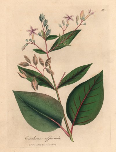 ピンクの花が咲くペルーの樹皮の木、Cinchona officinalis、ウィリアム・ウッドビルのジェームズ・ソワービーによる植物図とウィリアム・ジャクソン・フッカー卿の「医学植物学」1832年 (手描きの銅版彫刻) 作： James (after) Sowerby