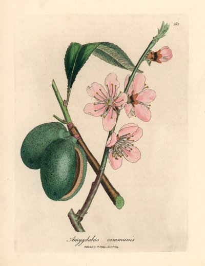 ピンクの花が咲くアーモンドの木、Amygdalus communis、ウィリアム・ウッドビルのジェームズ・ソワービーとサー・ウィリアム・ジャクソン・フッカーの「医学植物学」1832年による植物図から（手彩色の銅版彫刻） 作： James (after) Sowerby