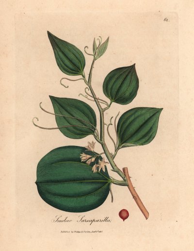 サルサパリラ smilax のピンクの花とベリー、Smilax sarsaparilla、ウィリアム ウッドヴィルとサー ウィリアム ジャクソン フッカーの「医学植物学」1832 のジェームズ・ソワービーによる植物図から (手彩色の銅版彫刻) 作： James (after) Sowerby