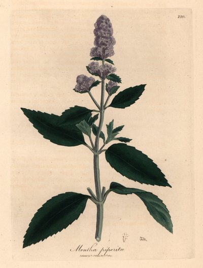 紫の花のペパーミント、Mentha piperita、ウィリアム ウッドビルのジェームズ ソワービーによる植物図とウィリアム ジャクソン フッカー卿の「医学植物学」1832 年 (手彩色の銅版彫刻) 作： James (after) Sowerby