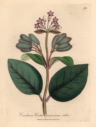 紫色の花が咲く赤いペルーの樹皮の木、Cinchona cortex peruvianus ruber、ウィリアム・ウッドビルのジェームズ・ソワービーによる植物図とウィリアム・ジャクソン・フッカー卿の「医学植物学」1832年 (手描きの銅版彫刻) 作： James (after) Sowerby