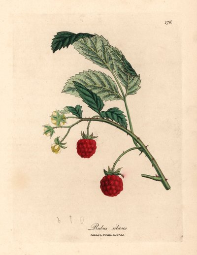 熟した果実と黄色い花を持つラズベリーの茂み、Rubus idaeus、ウィリアム・ウッドビルのジェームズ・ソワービーによる植物図とウィリアム・ジャクソン・フッカー卿の「医学植物学」1832年 (手描きの銅版彫刻) 作： James (after) Sowerby