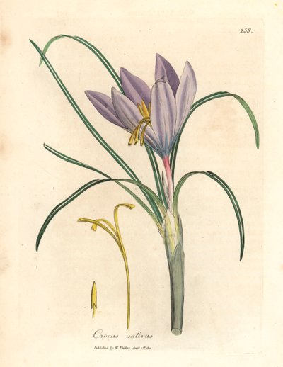 サフラン クロッカス、Crocus sativus、ウィリアム ウッドビルのジェームズ ソワービーによる植物図とウィリアム ジャクソン フッカー卿の「医学植物学」1832 年 (手彩色の銅版彫刻) から 作： James (after) Sowerby