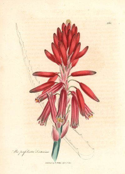 Socotorine アロエ、Aloe perfoliata socotorina、ウィリアム ウッドビルの James Sowerby とウィリアム ジャクソン フッカー卿の「Medical Botany」1832 による植物図から (手彩色の銅版画の彫刻) 作： James (after) Sowerby