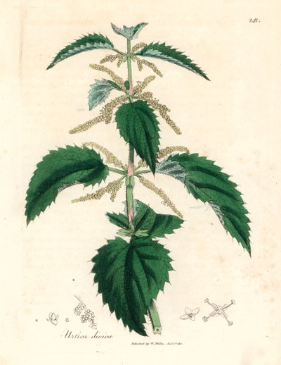 イラクサ、Urtica dioica、ウィリアム ウッドビルのジェームズ ソワービーとウィリアム ジャクソン フッカー卿の「医学植物学」1832 による植物図から (手彩色の銅版彫刻) 作： James (after) Sowerby