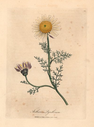 白と黄色のスパニッシュカモミール、Anthemis pyrethrum、ウィリアム ウッドビルの James Sowerby とウィリアム ジャクソン フッカー卿の「Medical Botany」1832 による植物のイラスト (手彩色の銅版彫刻) 作： James (after) Sowerby