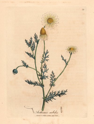 白と黄色の花が咲くカモミール、Anthemis nobilis、ウィリアム ウッドビルのジェームズ ソワービーによる植物図とウィリアム ジャクソン フッカー卿の「医学植物学」1832 年 (手彩色の銅版彫刻) 作： James (after) Sowerby