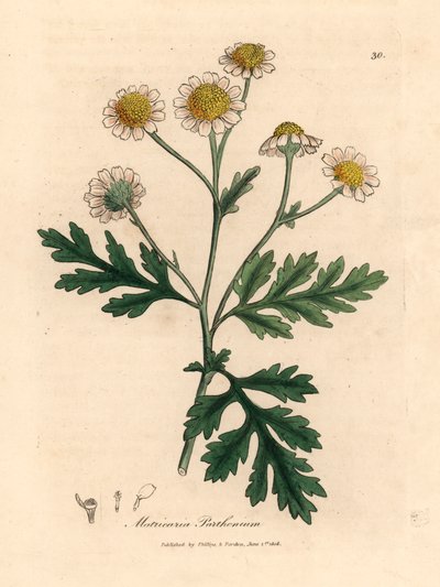 白と黄色の花をつけたナツシロギク、マトリカリア パルテニウム、1832 年にウィリアム ウッドビルとサー ウィリアム ジャクソン フッカーの「医学植物学」からジェームズ・ソワービーによる植物のイラスト (手彩色の銅版彫刻) 作： James (after) Sowerby