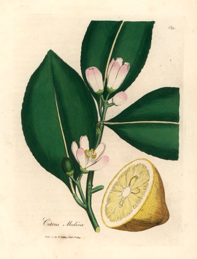 レモンの木の白い花と熟した果実の部分、Citrus medica、1832 年に William Woodville の James Sowerby と William Jackson Hooker の「Medical Botany」による植物のイラスト (手彩色の銅版彫刻) 作： James (after) Sowerby