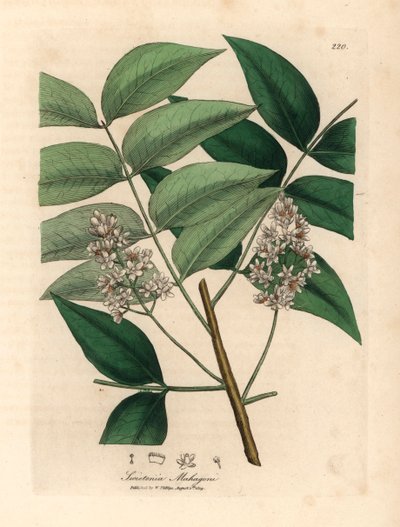 白い花を咲かせたマホガニーの木、Swietenia mahogani、1832 年にウィリアム ウッドヴィルとサー ウィリアム ジャクソン フッカーの「医学植物学」からジェームズ・ソワービーが描いた植物のイラスト (手彩色の銅版彫刻) 作： James (after) Sowerby