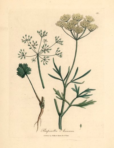 白い花のアニス、Pimpinella anisum、ウィリアム・ウッドビルのジェームズ・ソワービーによる植物図とウィリアム・ジャクソン・フッカー卿の「医学植物学」1832年（手彩色の銅版彫刻） 作： James (after) Sowerby