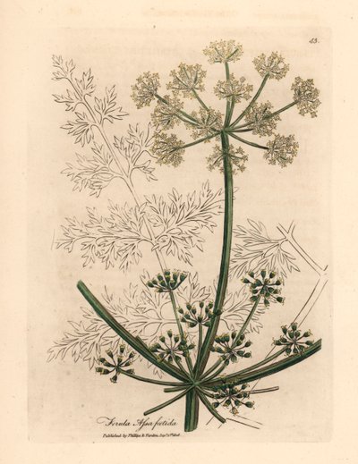 白い花の巨大なフェンネルまたは asafetida、Ferula assafoetida、James Sowerby による William Woodville の植物図と、Sir William Jackson Hooker の「Medical Botany」1832 (手描きの銅版彫刻) 作： James (after) Sowerby