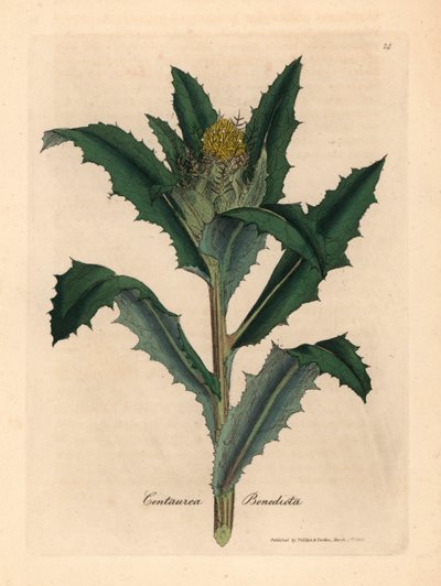 黄色い花の祝福された、または聖なるアザミ、Centaurea benedicta、ウィリアム・ウッドビルのジェームズ・ソワービーとサー・ウィリアム・ジャクソン・フッカーの「医学植物学」1832年の植物図から（手彩色の銅版彫刻） 作： James (after) Sowerby