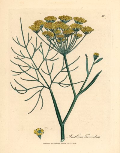 黄色の花フェンネル、Anethum foeniculum、ウィリアム・ウッドヴィルのジェームズ・ソワービーによる植物図とウィリアム・ジャクソン・フッカー卿の「医学植物学」1832年 (手彩色の銅版彫刻) 作： James (after) Sowerby