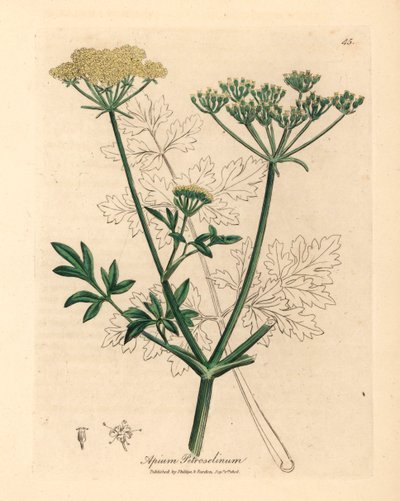 黄色の花が咲くパセリ、Apium petroselinum、ウィリアム ウッドヴィルのジェームズ ソワービーによる植物図とウィリアム ジャクソン フッカー卿の「医学植物学」1832 年 (手彩色の銅版画の彫刻) 作： James (after) Sowerby