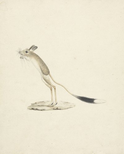 Jerboa No. 4（紙のグラファイト上のトイレ） 作： James 1730 94 Bruce